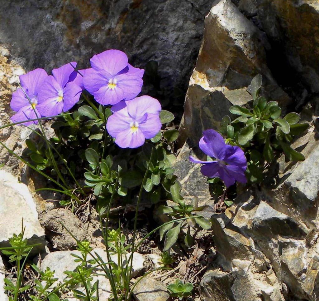 Viola cenisia